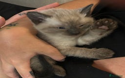 Siamese cats for sale: Siamese cross  - Image 8