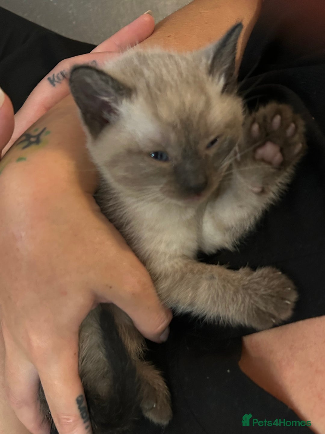 Siamese cats for sale: Siamese cross  - Image 8