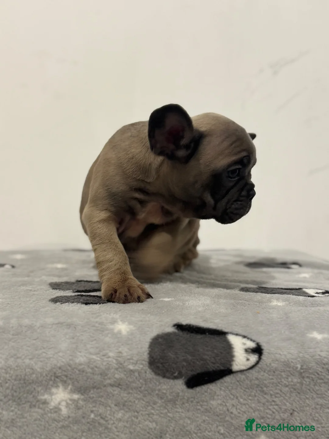 French Bulldog dogs for sale: French bulldog puppies looking for forever homes  in Staines - Advert 32