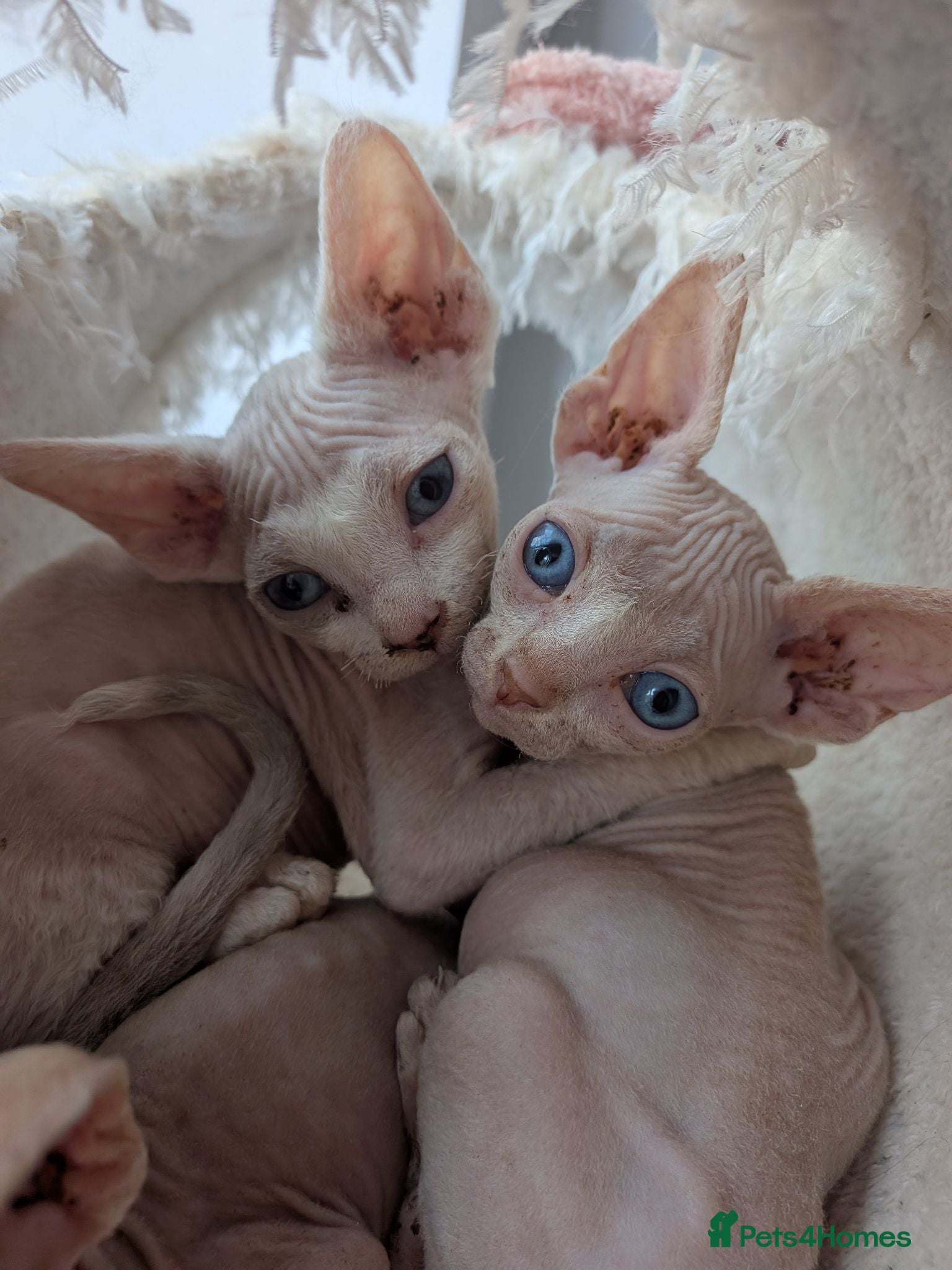 Sphynx cats 4 spynx kittens - Advert 16