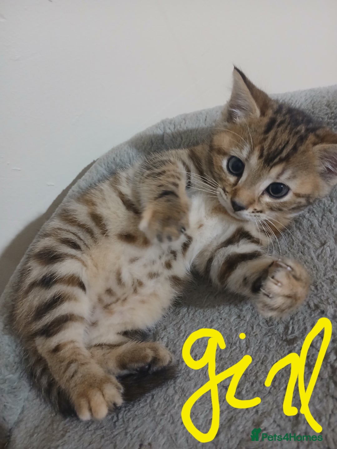 Mixed Breed cats for sale: Beutyful bengal babies wisbech 🐈😻 - Advert 5