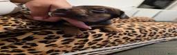 Mixed Breed dogs for sale: Stunning JR / Dachshund Pups - Advert 33