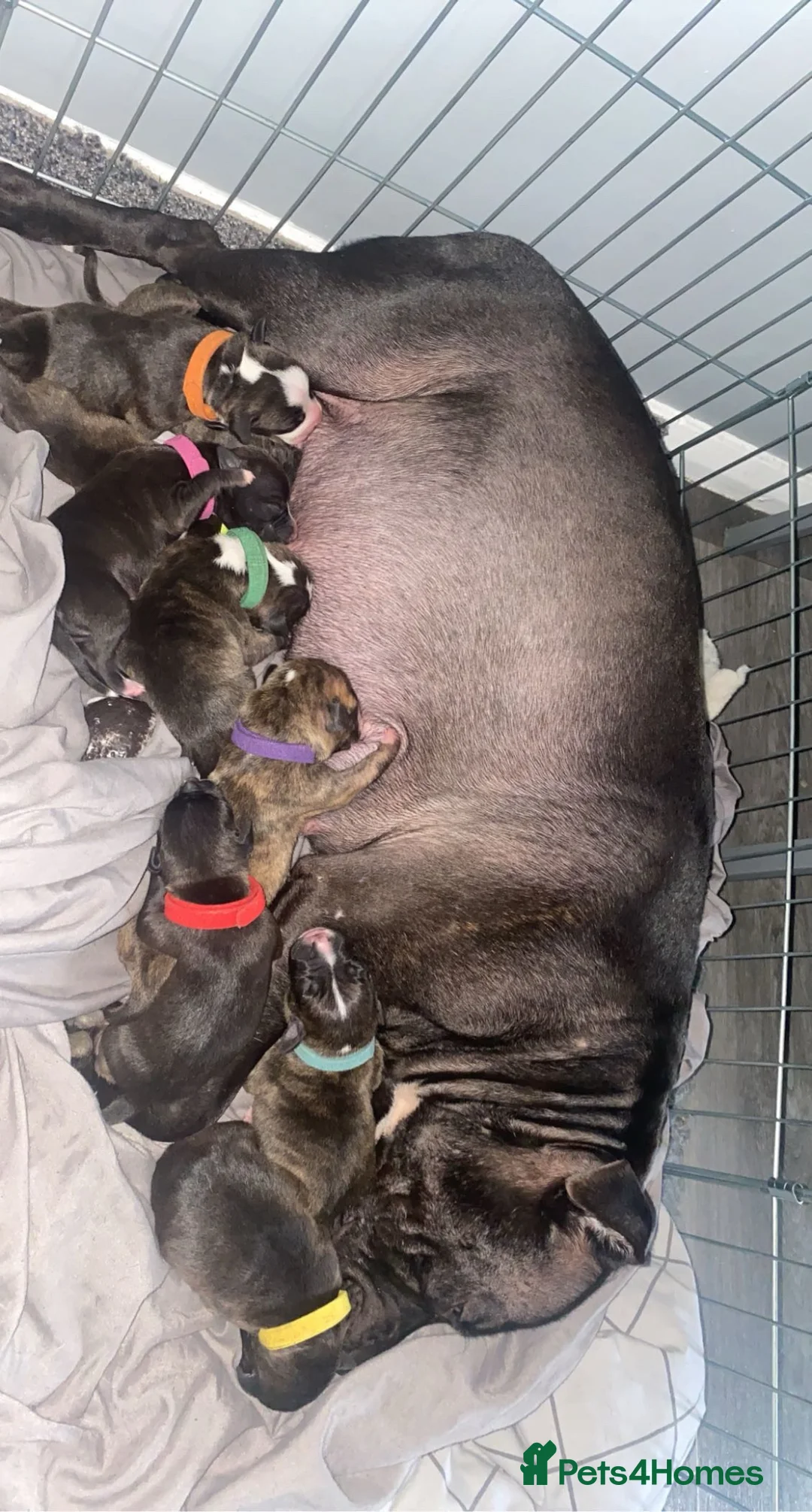 Staffordshire Bull Terrier dogs for sale: Litter of staffy puppies  in Leyland - Advert 2