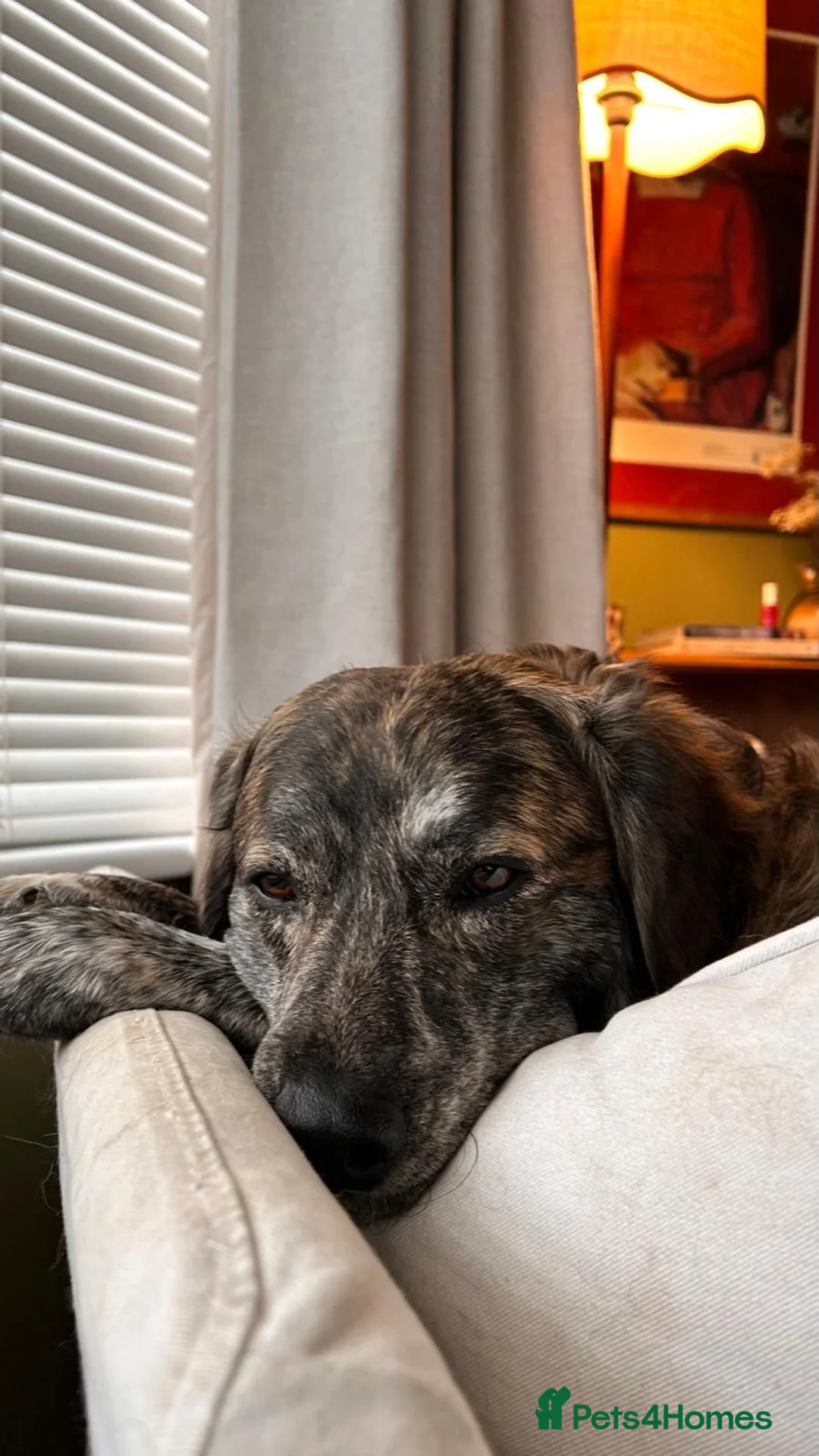 Mixed Breed dogs for adoption: Albie - Advert 3