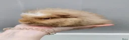 Guinea Pig rodents for sale: Baby swiss boars - Advert 2
