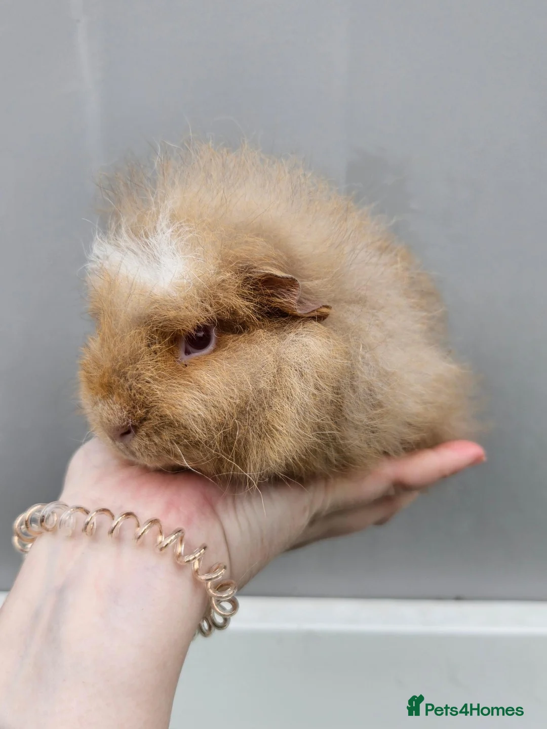 Guinea Pig rodents for sale: Baby swiss boars - Advert 2