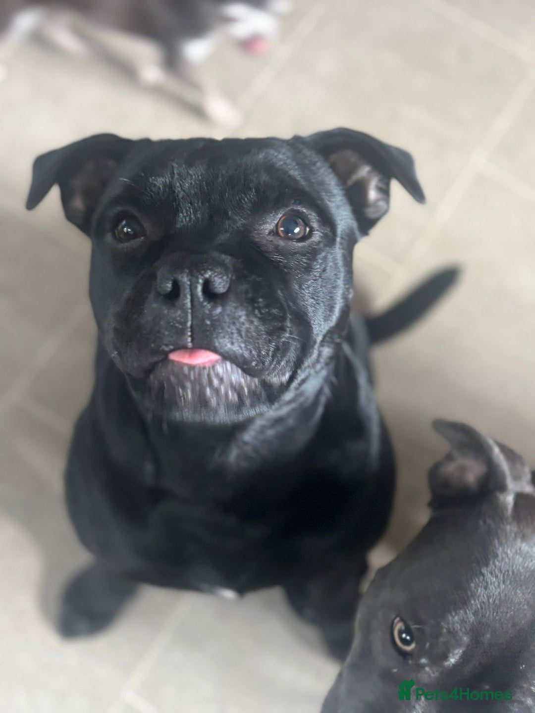 Staffordshire Bull Terrier dogs for sale: Absolutely stunning black boy - Advert 1