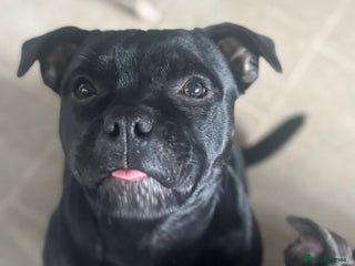 Staffordshire Bull Terrier dogs Absolutely stunning black boy - Advert 1