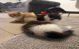 Mixed Breed cats for sale: 5 beautiful fluffy kittens  - Image 3