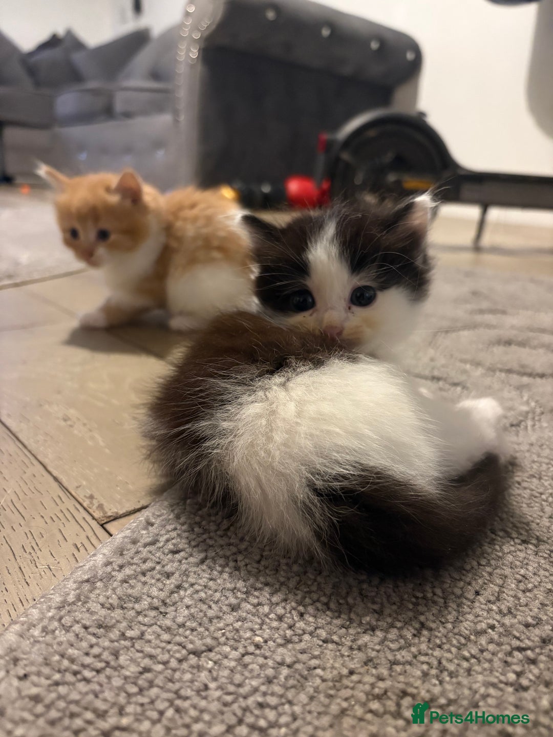 Mixed Breed cats for sale: 5 beautiful fluffy kittens  - Image 3