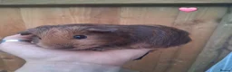 Guinea Pig rodents for sale: 7 beautiful baby guinea pigs for sale - Advert 7