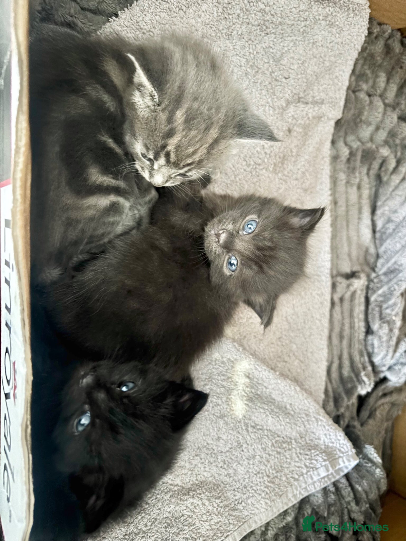Burmese cats Burmese cross kittens  - Advert 1