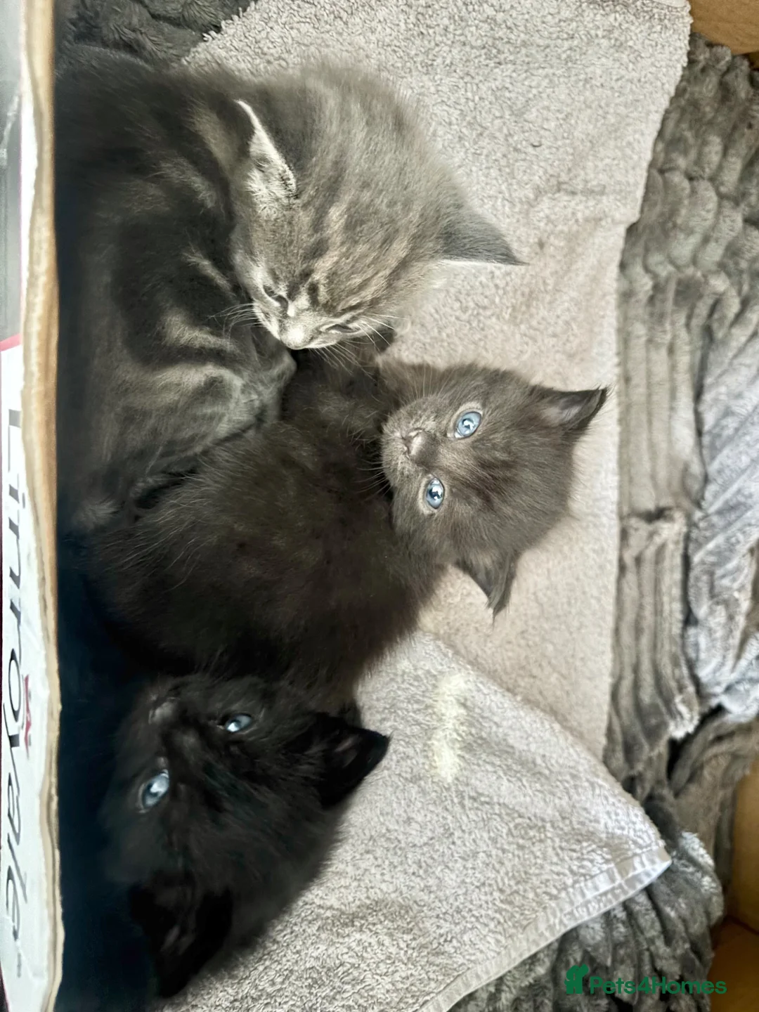 Burmese cats for sale: Burmese cross kittens  - Advert 1