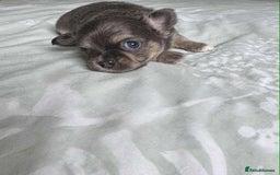 Chihuahua dogs for sale: Chocolate Girl, Blue Boy Longhair Chihuahua  - Image 4