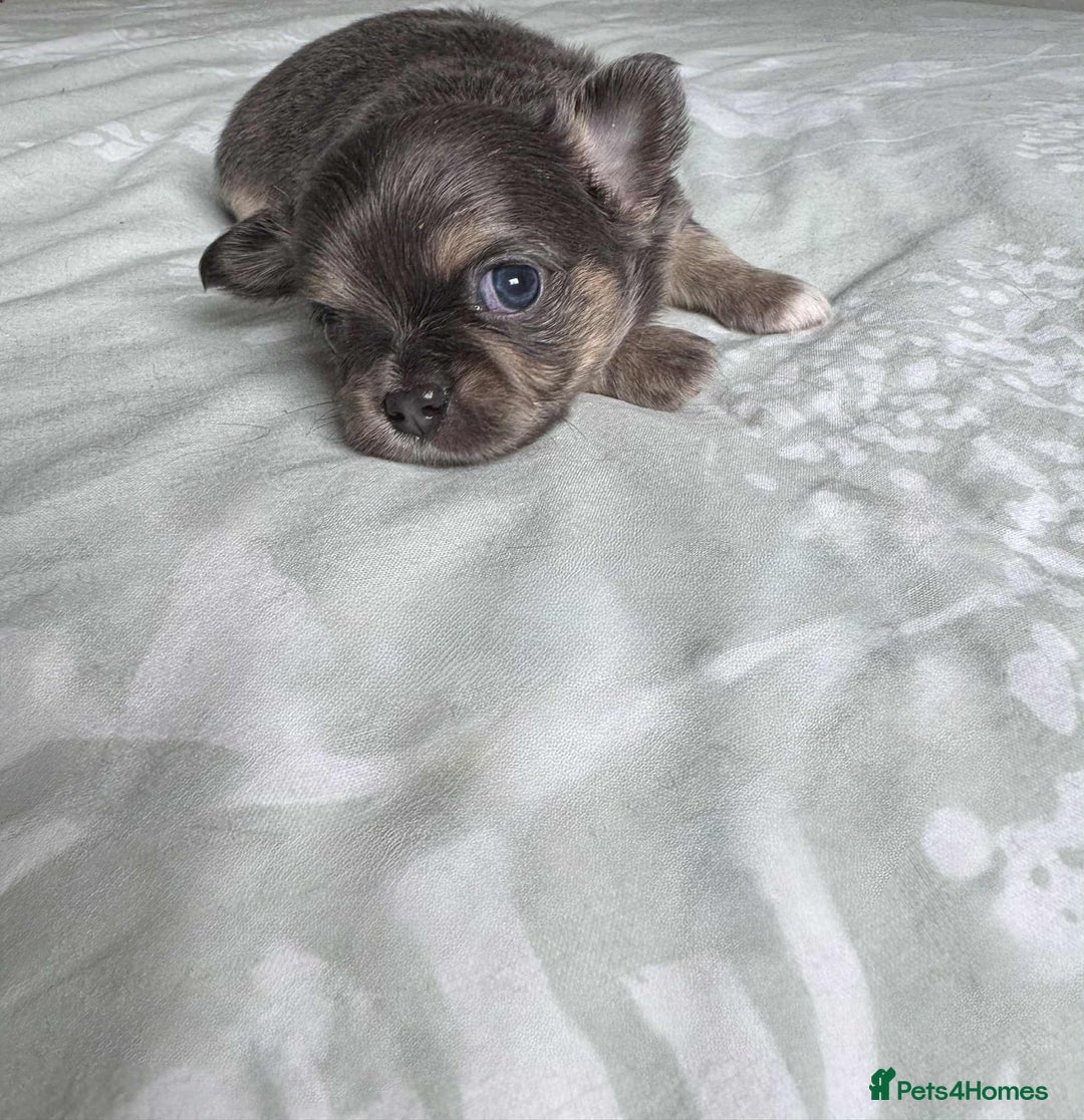 Chihuahua dogs for sale: Chocolate Girl, Blue Boy Longhair Chihuahua  - Image 4