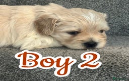 Mixed Breed dogs for sale: 🐾 Adorable Puppies Ready for Forever Homes 🐾 - Advert 10