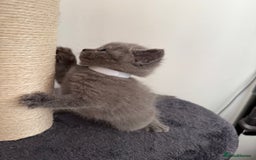 British Shorthair cats for sale: Blue British shorthair  - Image 6