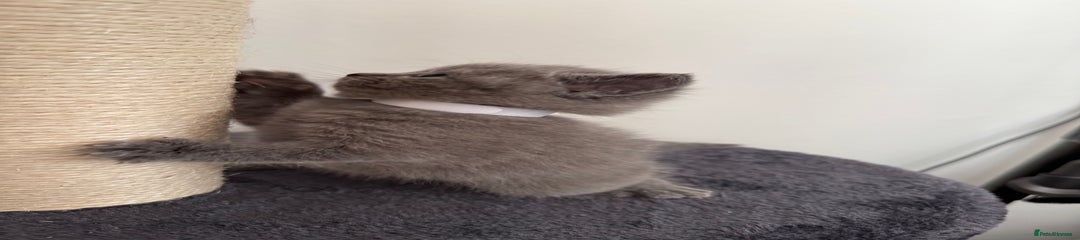 British Shorthair Kitten 6