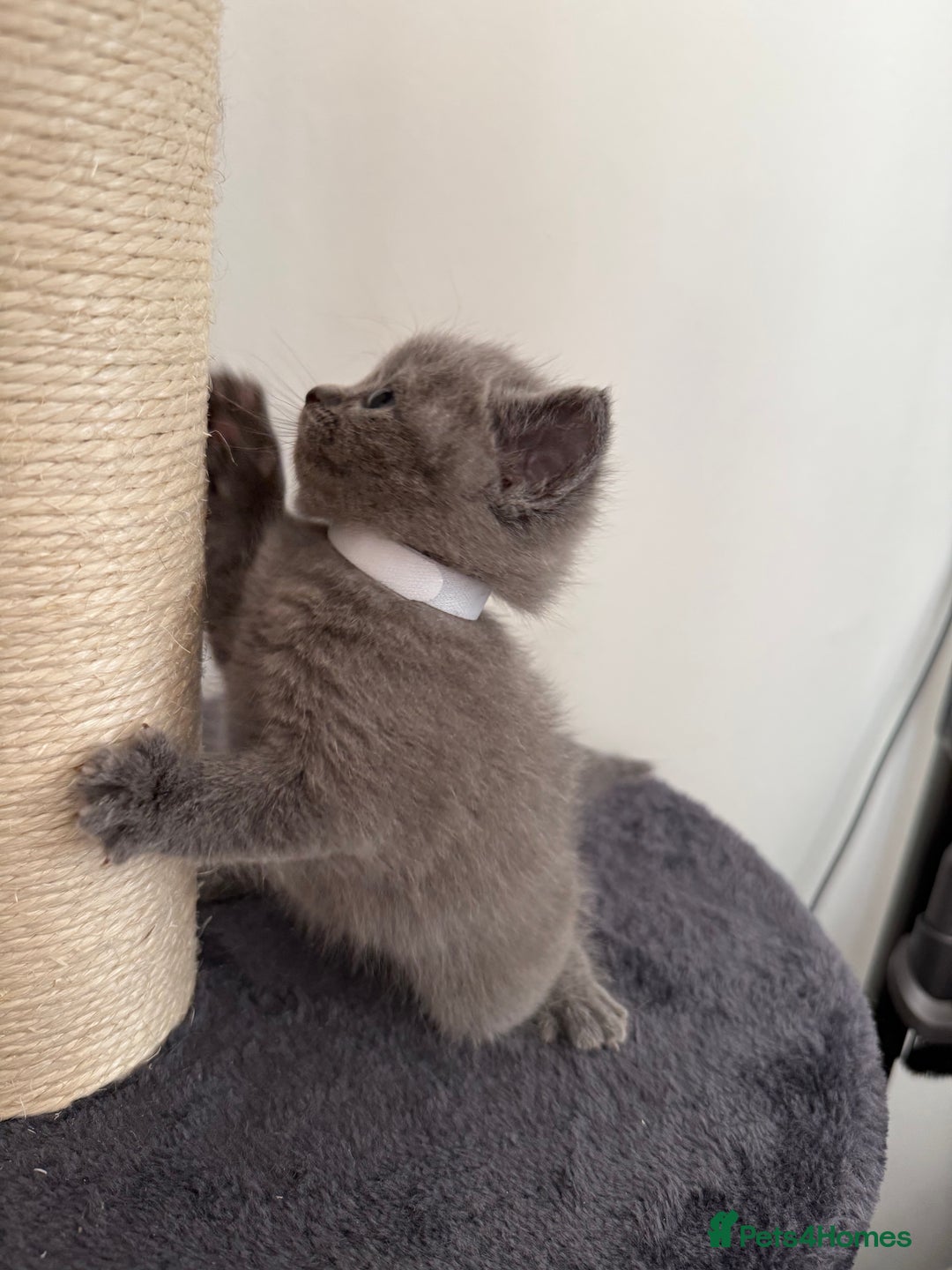 British Shorthair cats for sale: Blue British shorthair  - Image 6
