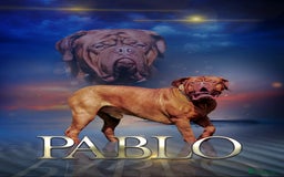Dogue De Bordeaux dogs for stud: Dogue de Bordeaux for STUD - PROVEN  in Nottingham - Image 3