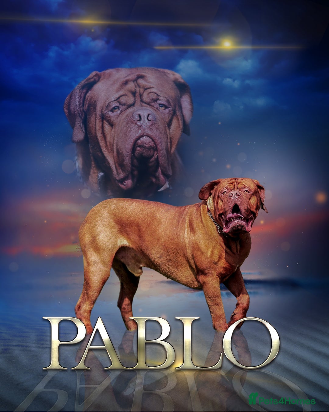 Dogue De Bordeaux dogs for stud: Dogue de Bordeaux for STUD - PROVEN  in Nottingham - Image 3