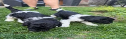 Labradoodle dogs for sale: Beautiful unique phantom/parti labradoodles - Advert 11