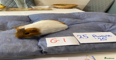 Guinea Pig rodents - Advert 3