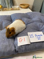 Guinea Pig rodents - Advert 3