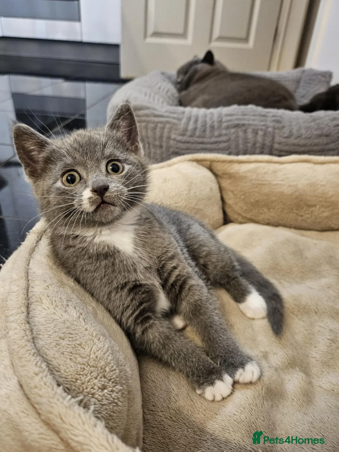 Mixed Breed cats for sale: Two beautiful mixed with British shorthairs  in Basildon - Advert 3