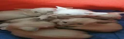 Siamese cats for sale: Siamese Kittens for sale - Advert 4