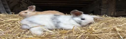 Mini Lop rabbits for sale: 🐰 Adorable Mini Lop Baby Rabbits 🐰 - Advert 6