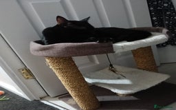 Bombay cats for sale: Beautiful black cat - Advert 2