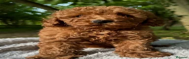 Toy Poodle 4