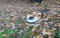 Mixed Breed dogs for adoption: Hound mix sweet Archie for adoption  - Advert 3