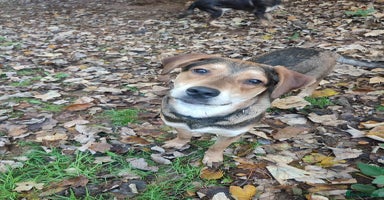 Mixed Breed dogs Hound mix sweet Archie for adoption  - Advert 14