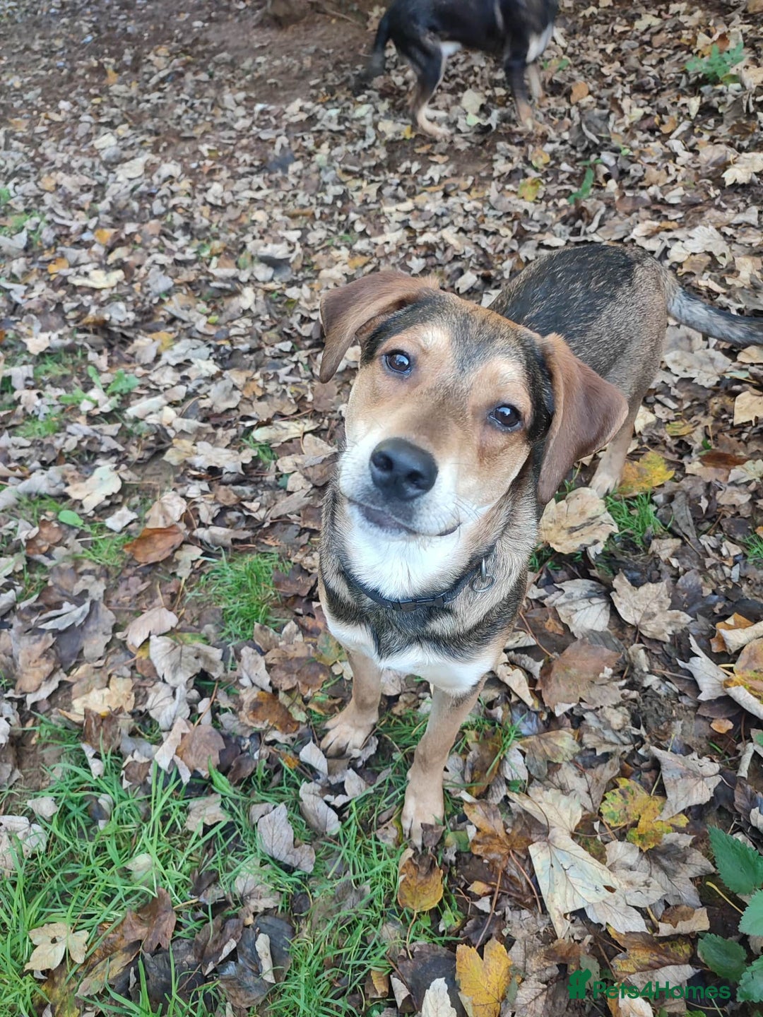 Mixed Breed dogs for adoption: Hound mix sweet Archie for adoption  - Advert 3