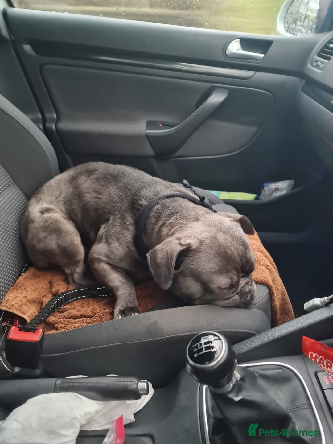 French Bulldog dogs for sale: Blue french bulldog - Advert 5