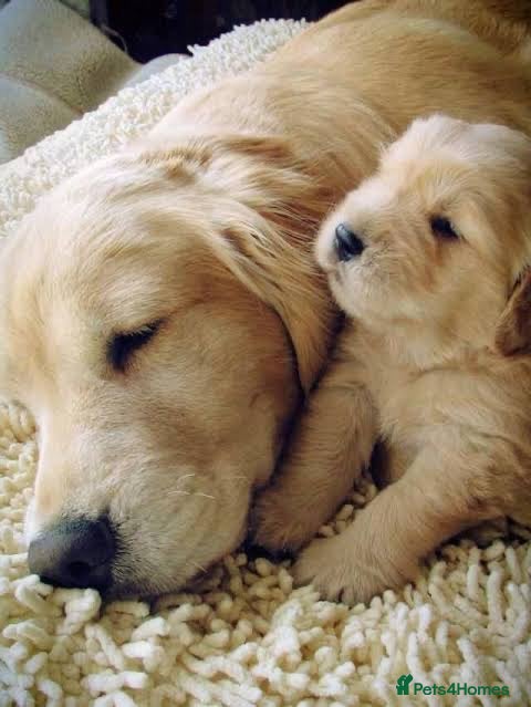 Golden Retriever dogs Gold Retriever Puppy - Advert 6