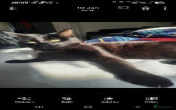 Mixed Breed cats for sale: Cat for sale due to having to move - Image 4