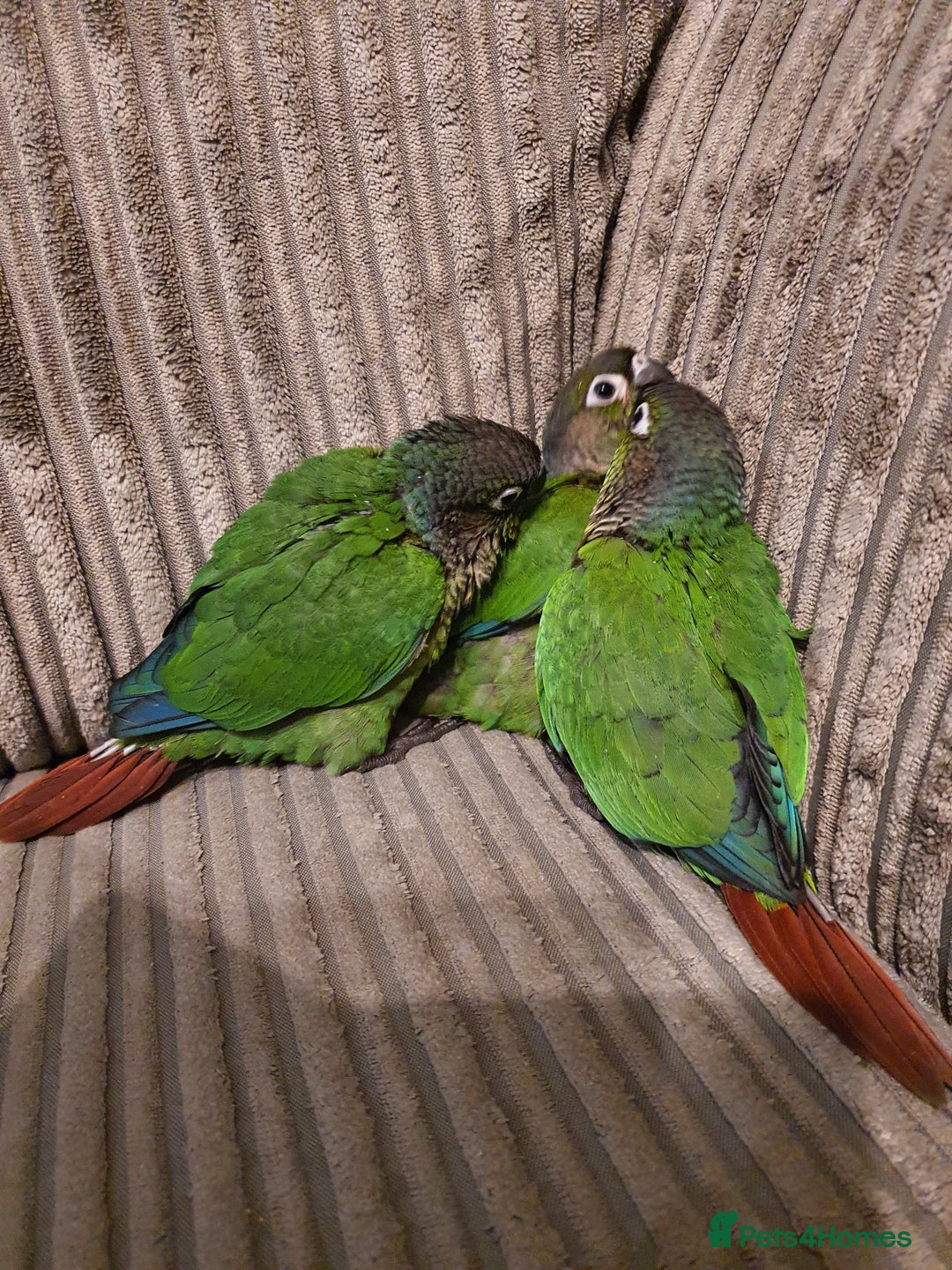 Conures birds for sale: Handreared conures - Image 19