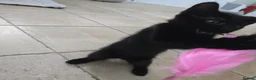 Mixed Breed cats for sale: Four Gorgeous Fluffy Black Kittens 🐈‍⬛🖤 - Advert 11