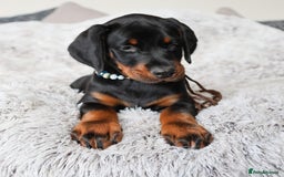 Dobermann dogs for sale: International Champion Pedigree -Cezarblue Kennel - Image 24