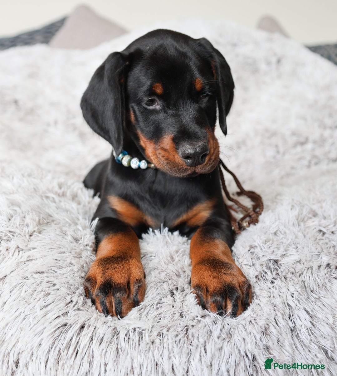 Dobermann dogs for sale: International Champion Pedigree -Cezarblue Kennel - Image 24