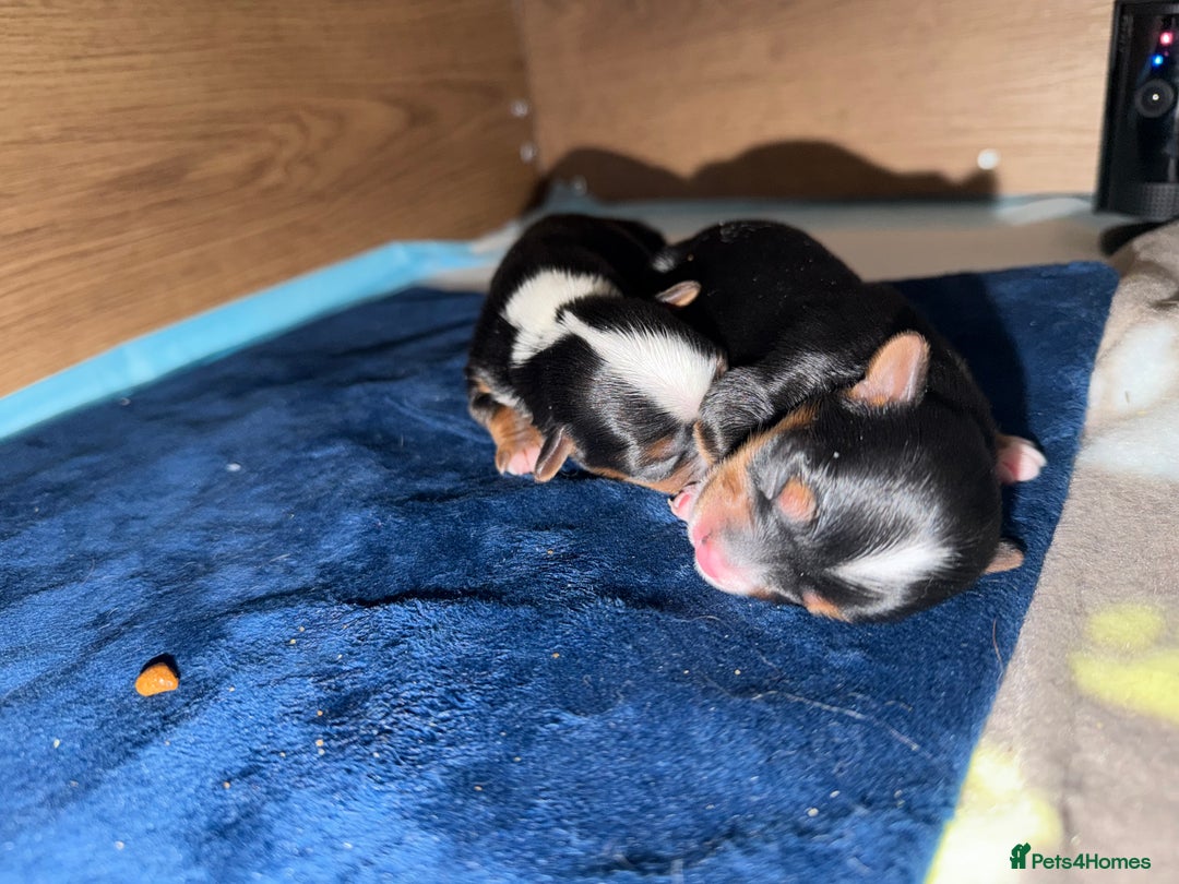 Mixed Breed dogs for sale: biewer x yorki puppies - Advert 1