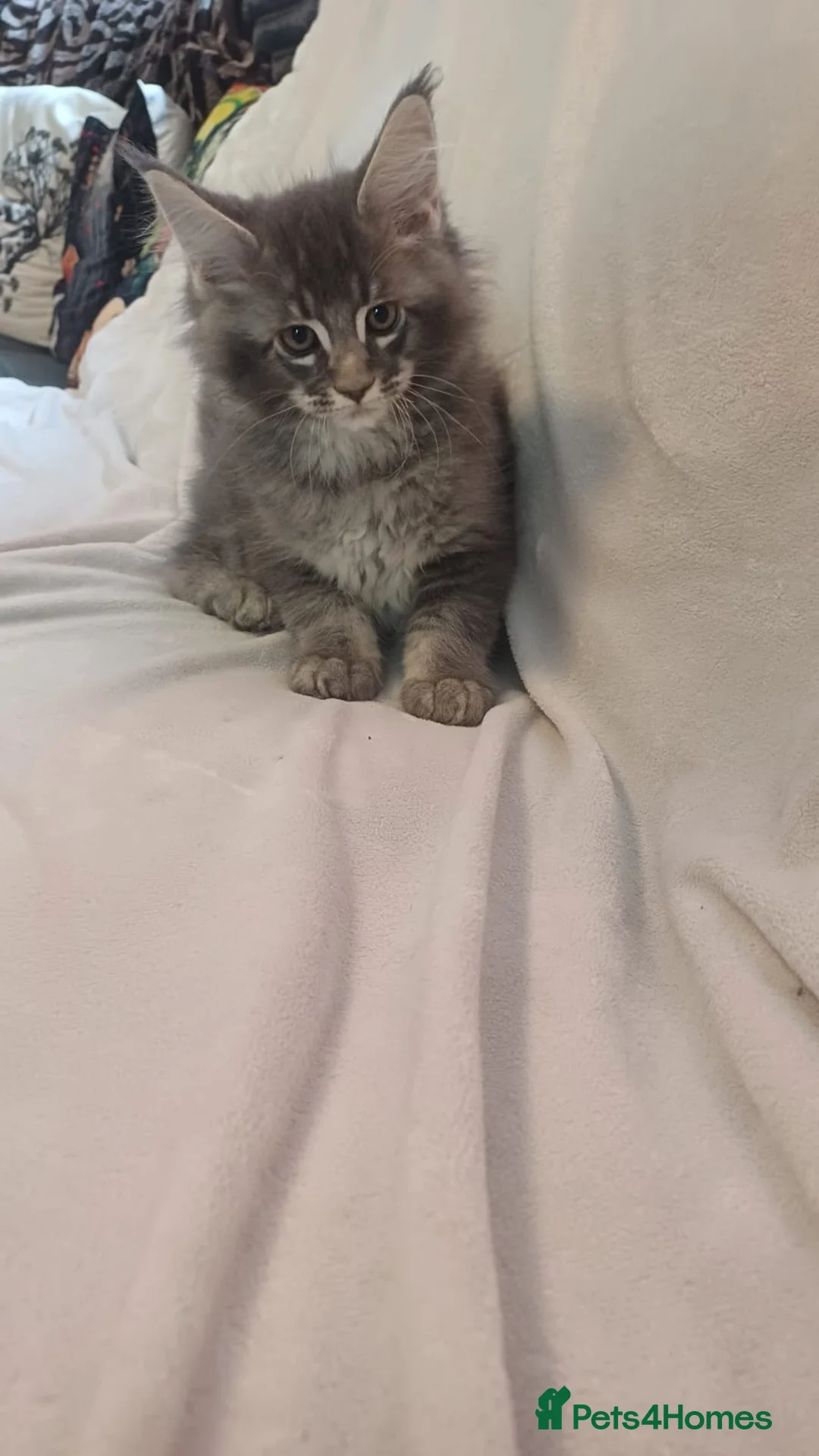 Maine Coon cats for sale: Maine Coon kittens - Advert 9