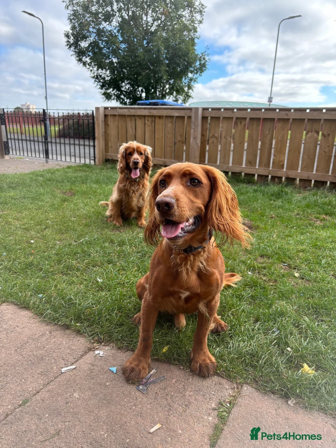 Cocker Spaniel dogs for sale: Juke  - Advert 11