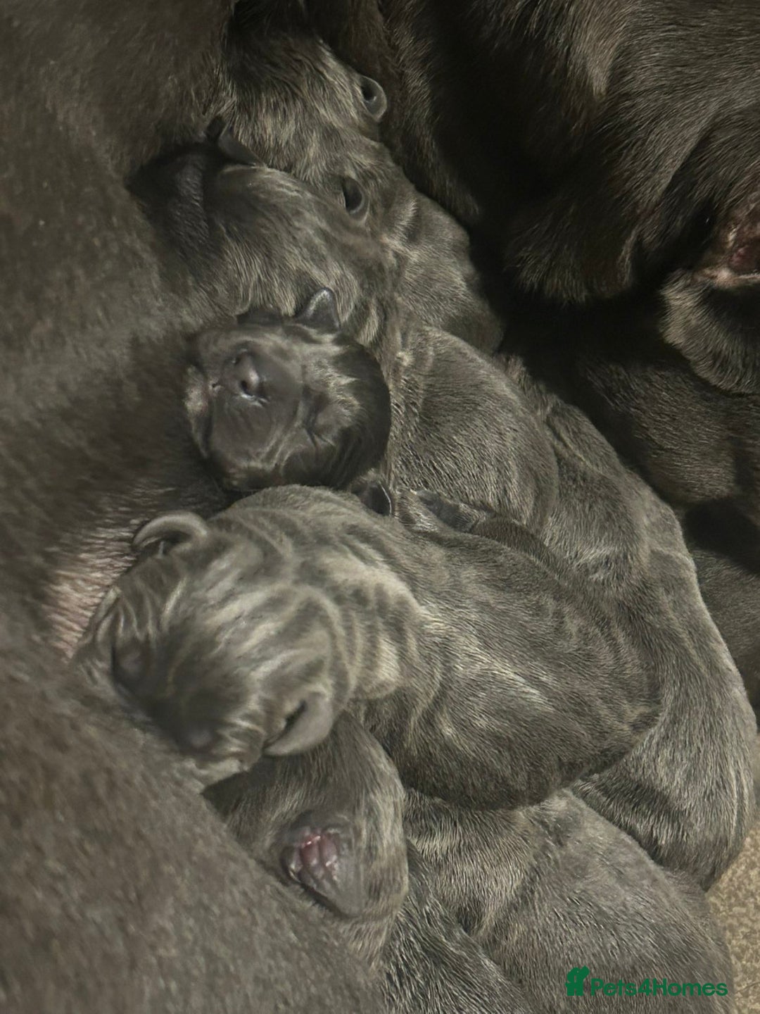 Cane Corso dogs for sale: Cane corso pups - Advert 1