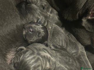 Cane Corso dogs Cane corso pups - Advert 12