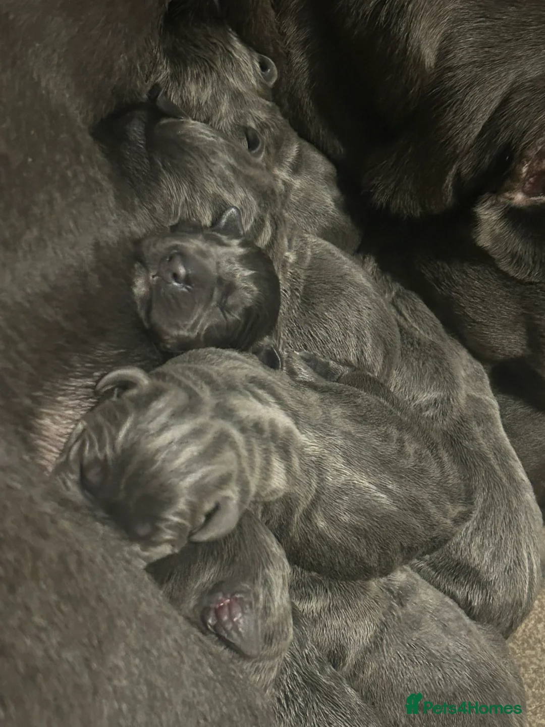 Cane Corso dogs for sale: Cane corso pups - Advert 1