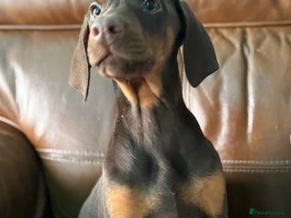 Dobermann dogs Dobermann pups - Advert 4